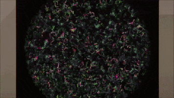 Shader GIF