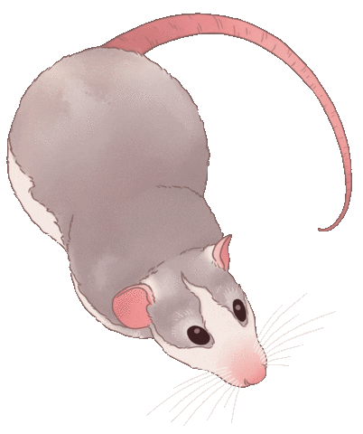 Pet Rat Sticker