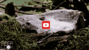 GIF by KQEDScience