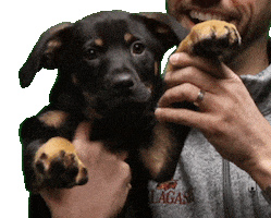 Puppy Wave GIF by Tribus Beer Co.