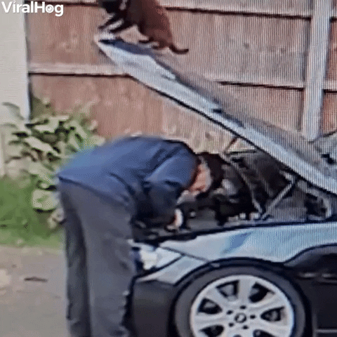 Kitty Closes Car Hood On Dad GIF by ViralHog