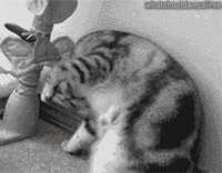 Lively Nutty GIF - Lively Nutty Cat - Discover & Share GIFs