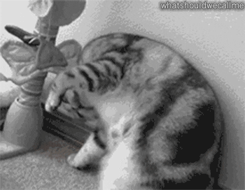 Cat Butt GIF - Find & Share on GIPHY