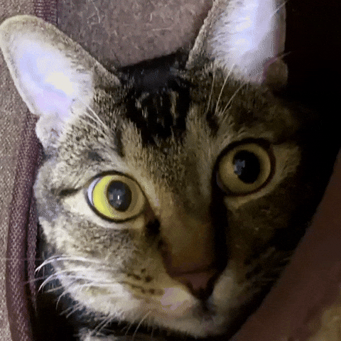 Hello GIF