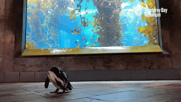 African Penguin Wow GIF by Monterey Bay Aquarium