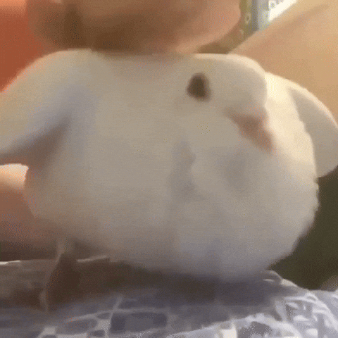 Birb GIF
