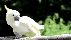 słońce conure papuga GIF