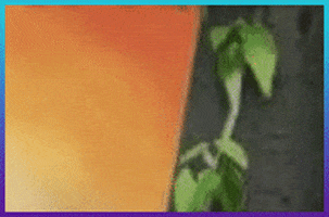 JJCasino GIF