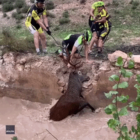 Cyclists in Spain Rescue Deer Trapped in Water