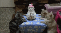 Gif Image