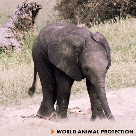Baby Elephant Falling GIF by World Animal Protection