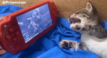 Wwe Kitty GIF