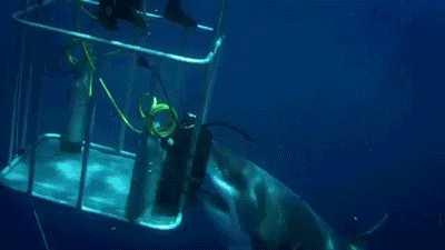 shark
