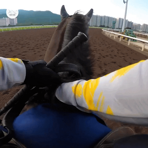 Sport Champ GIF by World Horse Racing