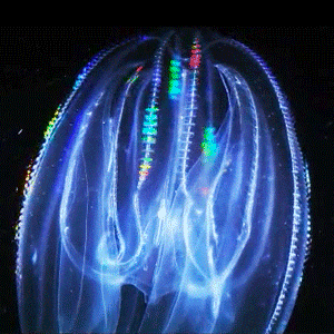 jelly