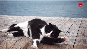 National Cat Day GIF by BuzzFeed