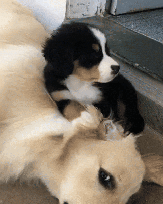 cute aww GIF