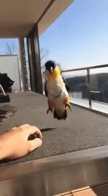 Video gif. Yellow, white, and black parrot on a platform in front of a window. A hand rests on the surface in front of it as the parrot jumps up and down tapping its foot like it's doing an excited jig. 