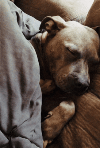 Warm Bed GIFs - Get the best GIF on GIPHY