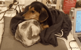 Dog Love GIF by The BarkPost