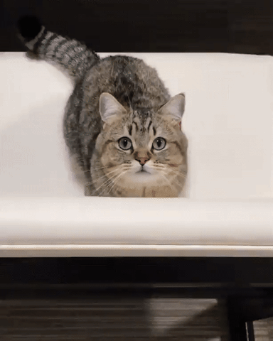 cat hello GIF