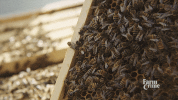 queen bee GIF by CBC