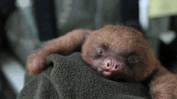Sloth Yawn GIF