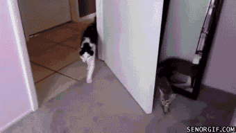 cat surprise GIF