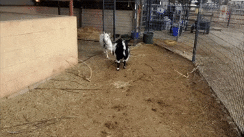 Save Them All Leap Year GIF by Best Friends Animal Society