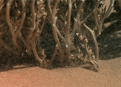 slow motion plants GIF