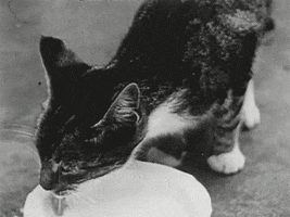 cat drinking GIF by hoppip