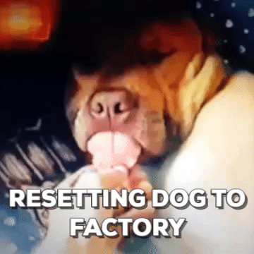amuzament dog to factory settings GIF