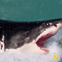 Slow Motion Sharks GIF by Shark Week