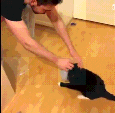 cat hat GIF
