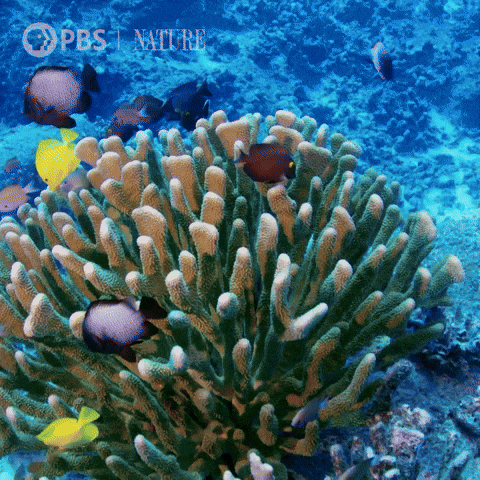Coral Reef Ocean GIF by Nature on PBS