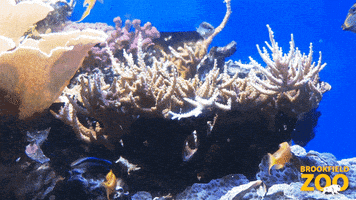 Ocean Swimming GIF by Brookfield Zoo