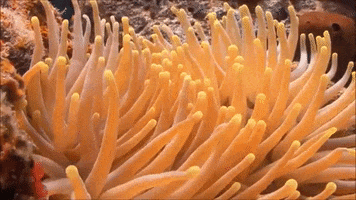 sea sponges moving