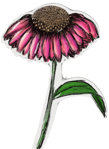 Pink Sticker