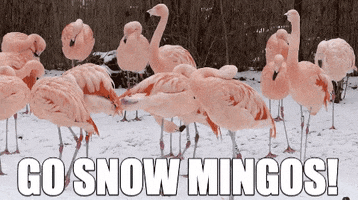 ForwardMadisonFC snow flamingo madison flamingos GIF