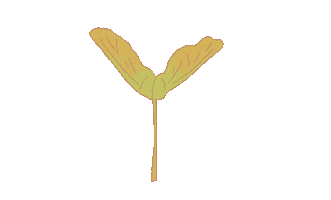Seed Sticker