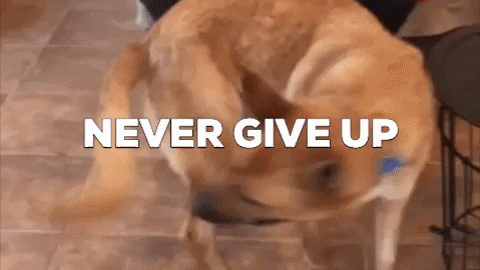 Never Give Up GIFs - Get the best GIF on GIPHY