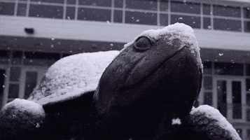 University Of Maryland Snow GIF by Maryland Terrapins