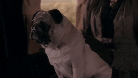 Dog Pug Gif By Poldark Find Share On Giphy
