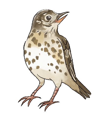 Bird Vogel Sticker by Naturschule fernundaktiv