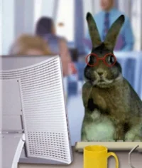 bunny GIF