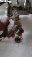 Baby Birds First Bath GIF by ViralHog