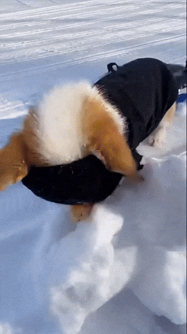 Corgi Love GIF