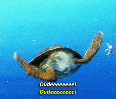 sea turtle dude GIF