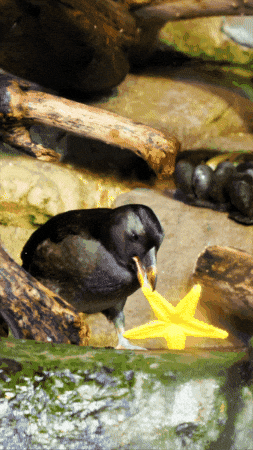 Tufted Puffin Ocean GIF by Monterey Bay Aquarium