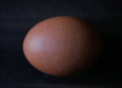 skrzynka na jajka GIF